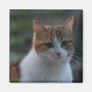 Cute Cat Magnet