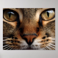 Cute cat nose and eye front closeup. Pet animal