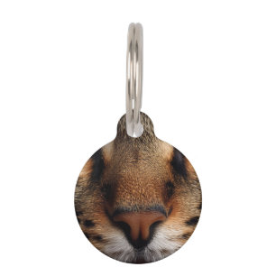 Cute cat nose front closeup. Pretty kitty animal Pet Tag