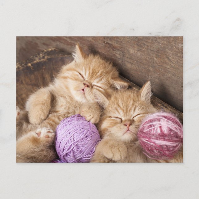 Cute Cat Postcard (Front)