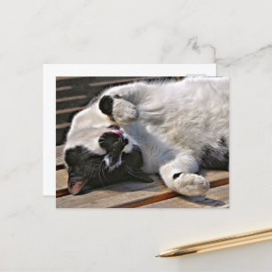 CUTE CAT POSTCARD