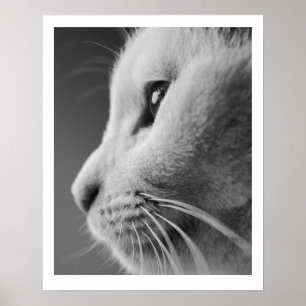 Cute cat profile portrait - black and white poster