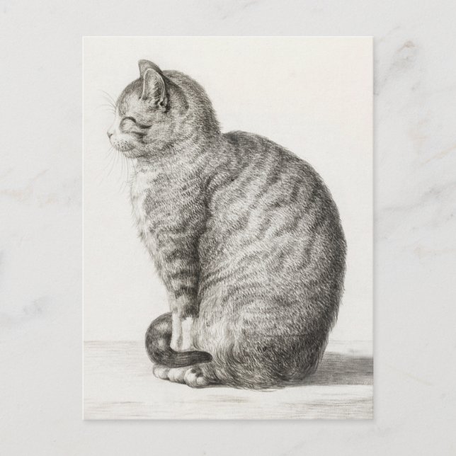 Cute Cat Sketch Jean-Bernard Duvivier Postcard (Front)