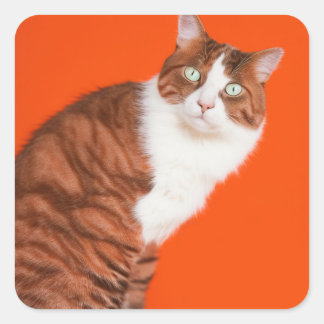 Cute cat square sticker