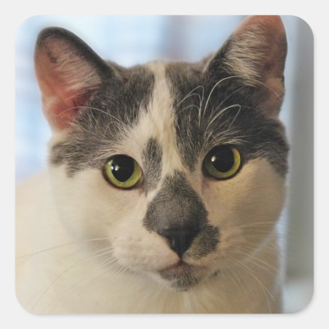 Cute Cat Square Sticker (Front)