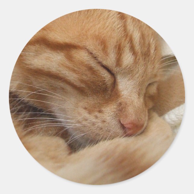 Cute Cat Stickers (Front)