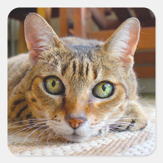 Cute Cat stickers (Front)