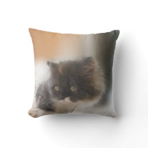 Cute Cat