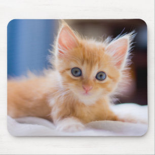 Cute Cat With Blue Eyes Mouse Pad