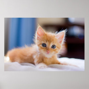 Cute Cat With Blue Eyes Poster