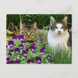 Cute Cats in Flower Garden / Collage Art Postcard