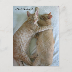 Cute cats sleeping Best Friends Postcard