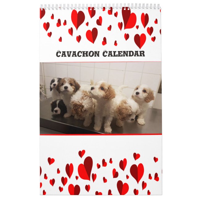Cute Cavachon Dog Calendar (Cover)