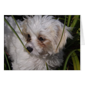 Cute Cavachon Puppy