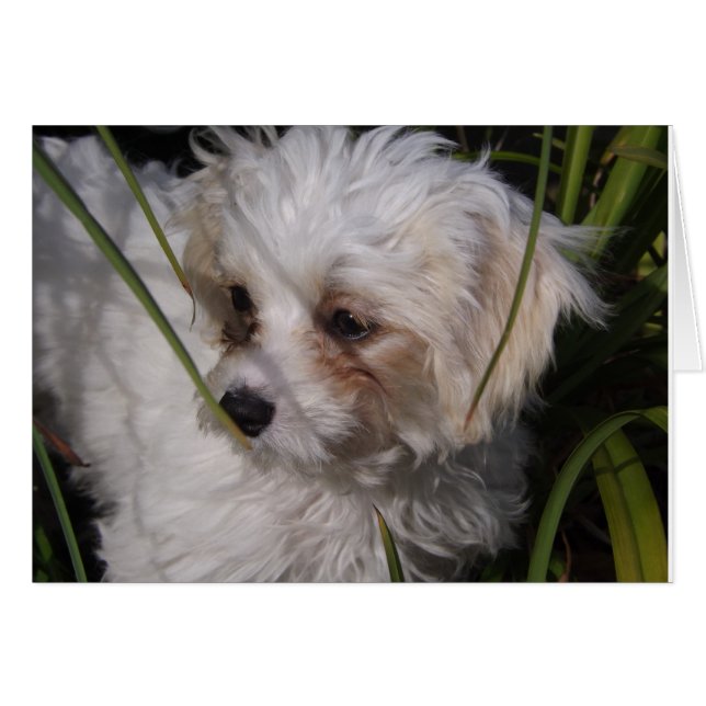 Cute Cavachon Puppy (Front Horizontal)