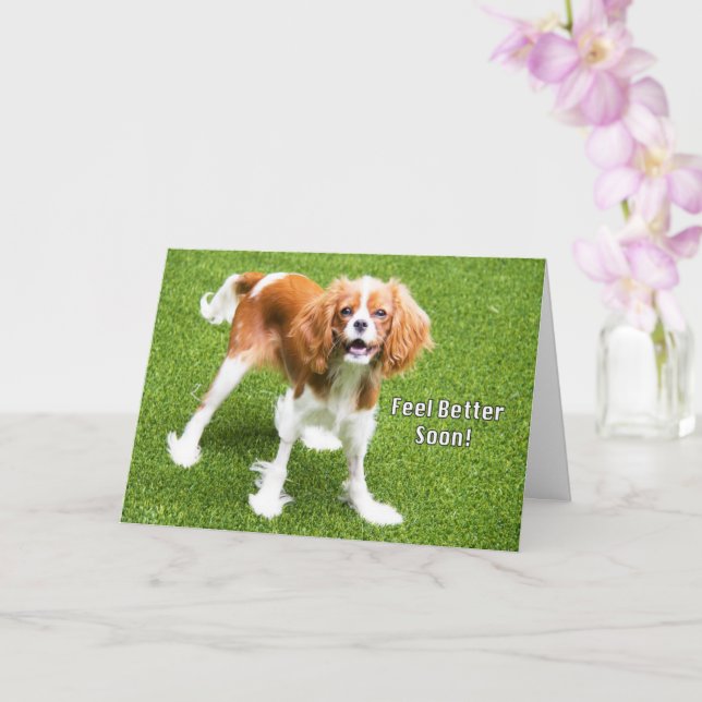 Cute Cavalier King Charles Feel Better Card (Orchid)
