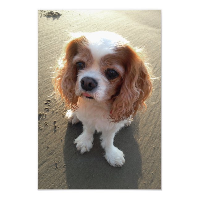 Cute Cavalier King Charles Spaniel Dog at Beach Photo Print (Front)