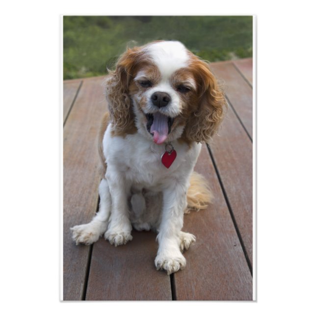 Cute Cavalier King Charles Spaniel Dog Yawning Photo Print (Front)