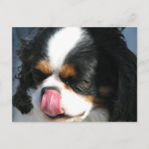 Cute Cavalier Spanial Dog  Postcard
