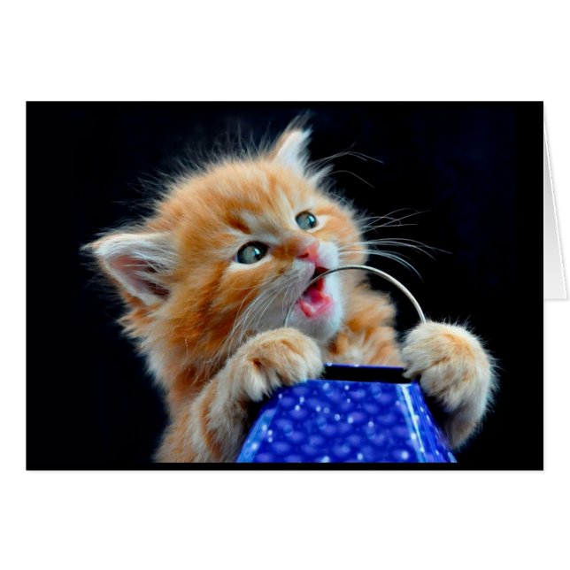 Cute chaton à mâcher. (Devant horizontal)