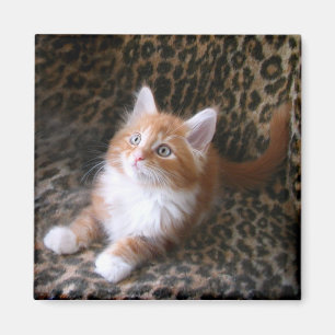 Cute chaton sur aimant carré empreinte de léopard