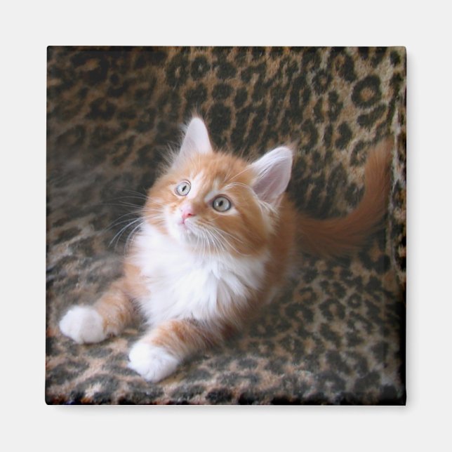 Cute chaton sur aimant carré empreinte de léopard (Devant)