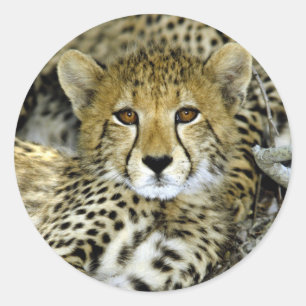Cute Cheetah Classic Round Sticker