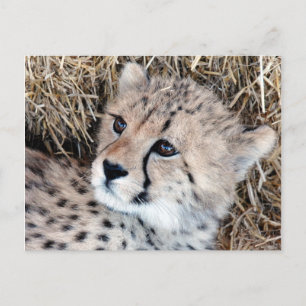 Cute Cheetah Cub Photo Postcard