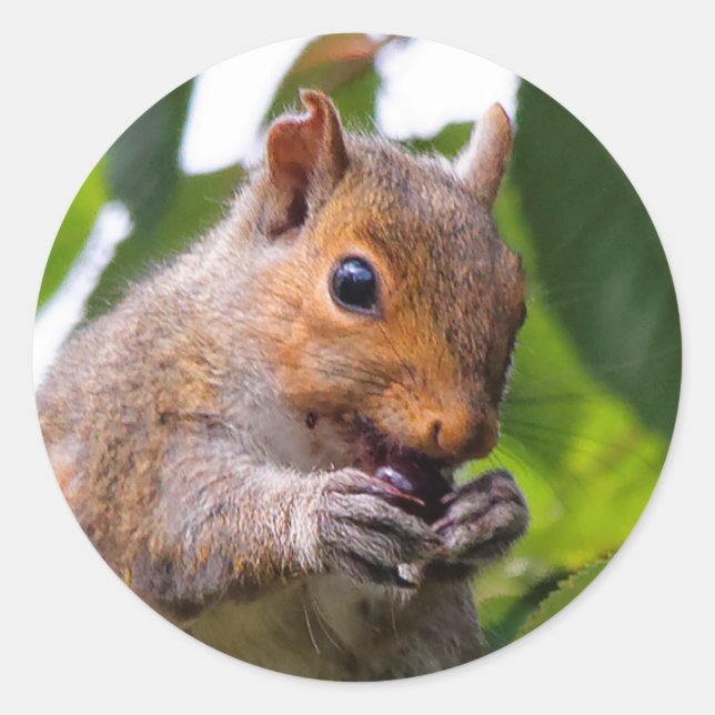 Cute Cherry Picking Eastern Grey Squirrel Classic Round Sticker (Front)
