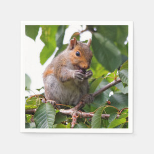 Cute Cherry Picking Eastern Grey Squirrel Napkin