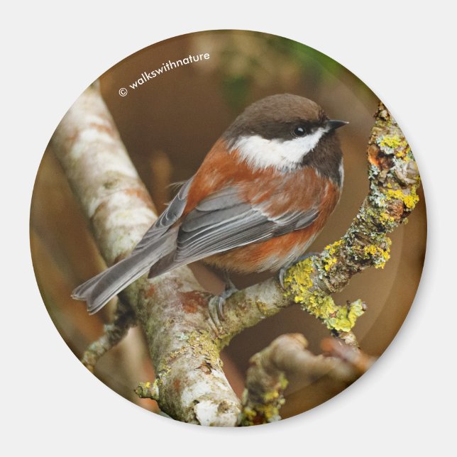 Cute Chestnut-Backed Chickadee on the Pear Tree Magnet (Front)