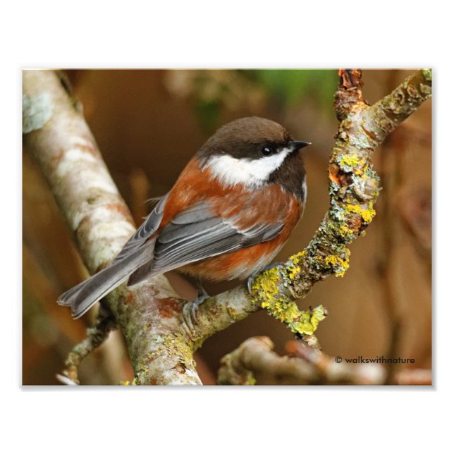 Cute Chestnut-Backed Chickadee on the Pear Tree Photo Print (Front)