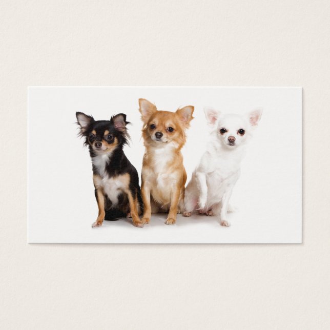 Cute cheveux longs Chihuahua Puppes (Devant)