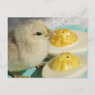 Cute Chick and Deviled Eggs Postcard