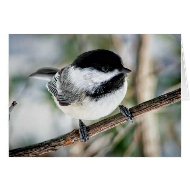 Cute Chickadee in Winter (Front Horizontal)