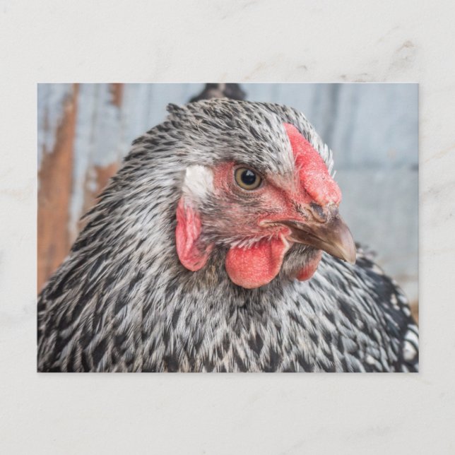Cute Chicken Photo Black and White Feathers Postcard (Front)
