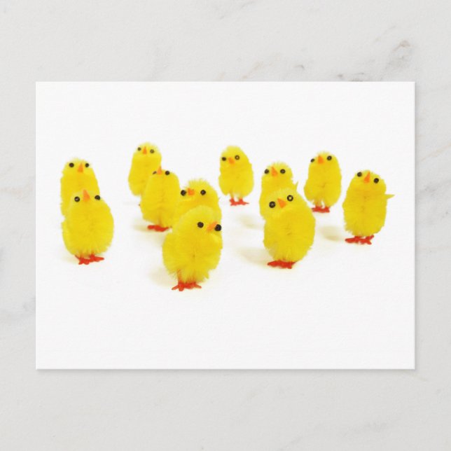 cute chicks postcard (Front)
