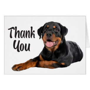 Cute Chien Chien Rottweiler Merci
