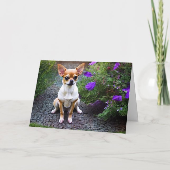 Cute Chihuahua Birthday Card (Front)