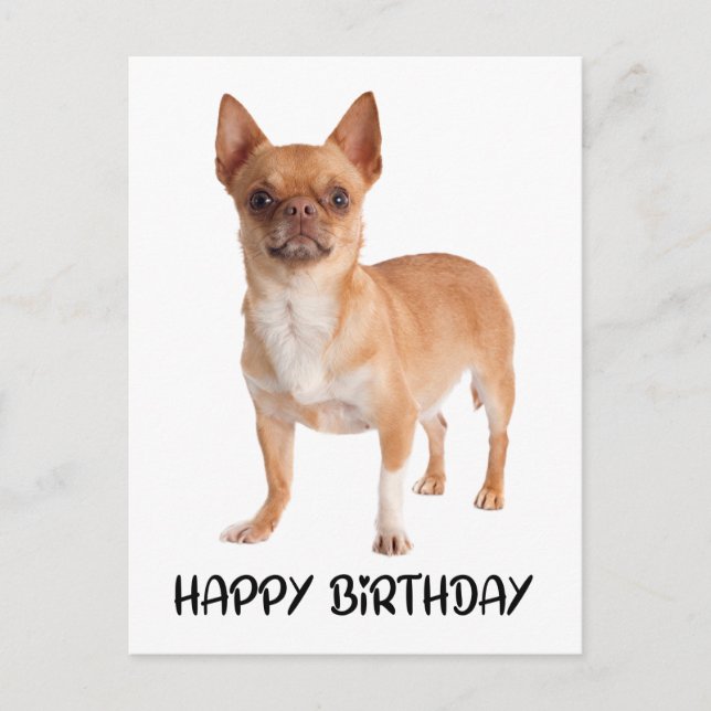 Cute Chihuahua Birthday Puppy Dog  Postcard (Front)