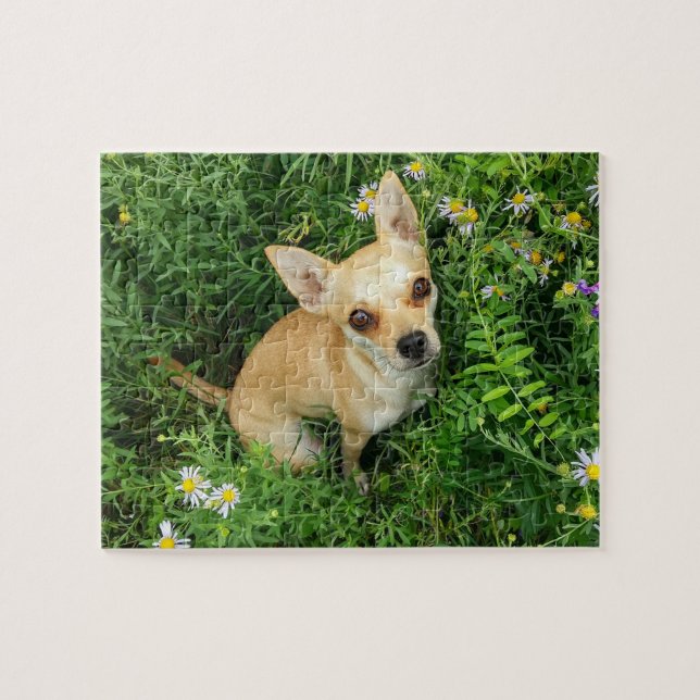 Cute Chihuahua in Grass Meadow Jigsaw Puzzle (Horizontal)