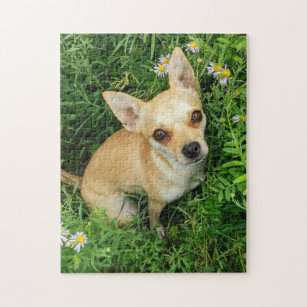 Cute Chihuahua in Grass Meadow Jigsaw Puzzle