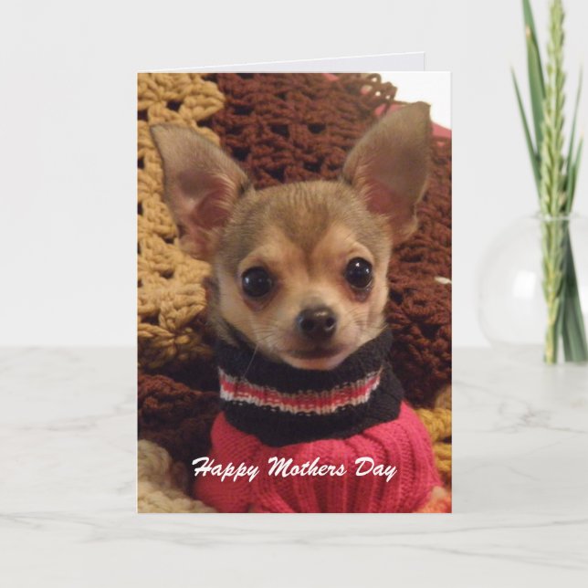 Cute Chihuahua: Mothers Day Card (Front)