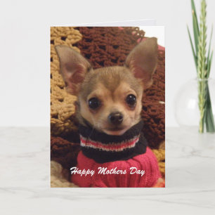 Cute Chihuahua: Mothers Day Card