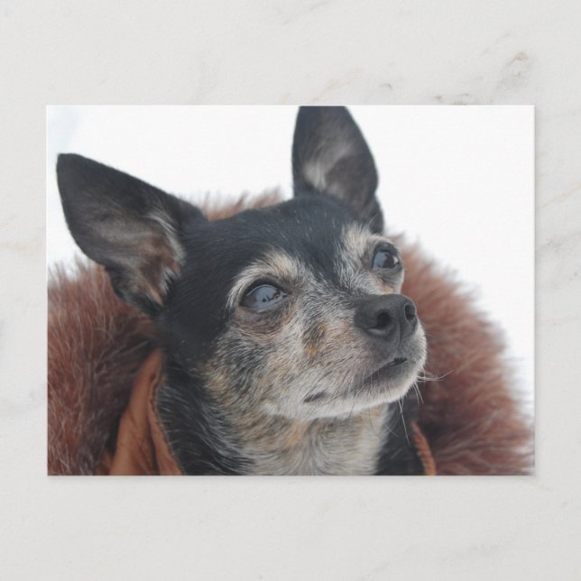Cute Chihuahua Photos Postcard (Front)