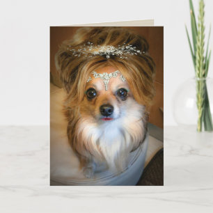 Cute Chihuahua portant une carte d'anniversaire de