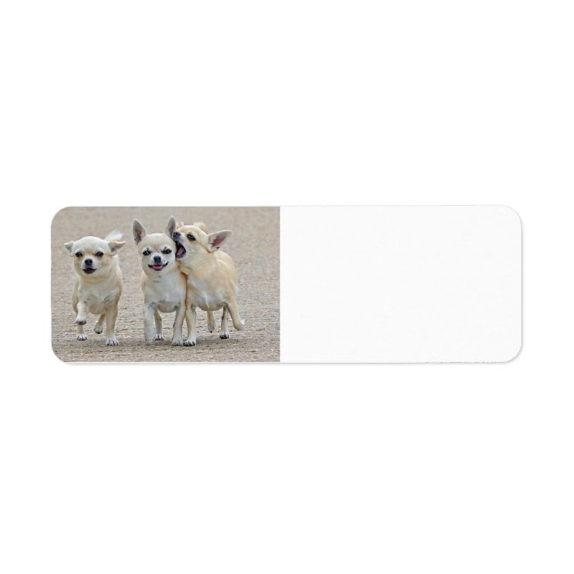 Cute Chihuahua Puppies Label (Front)