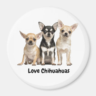 Cute Chihuahua Puppies  Magnet