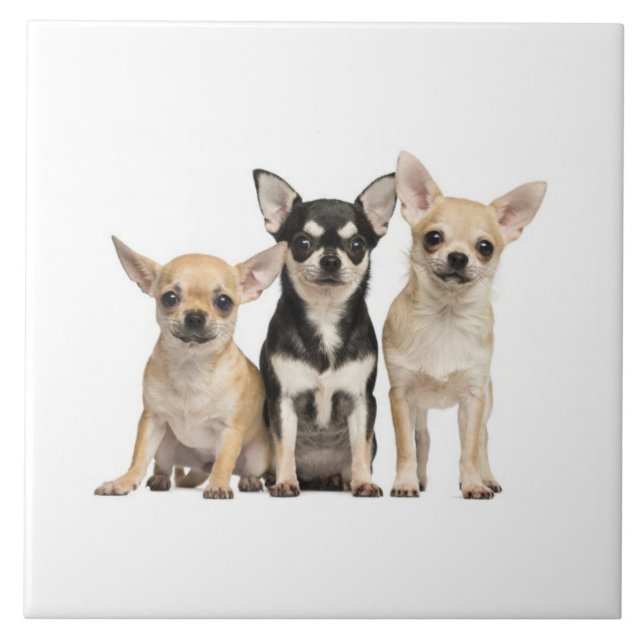 Cute Chihuahua Puppies Tile (Front)