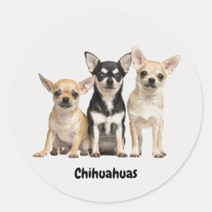 Cute Chihuahua Pupplies Classic Round Sticker